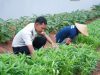 Lapas Cibinong Panen Kankung 80 Kg Hasil Pembinaan Warga Binaan yang Produktif