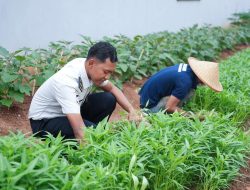 Lapas Cibinong Panen Kankung 80 Kg Hasil Pembinaan Warga Binaan yang Produktif