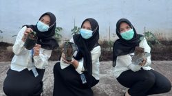 Lapas Kalianda Tanam Bibit Cabai, Dorong Pembinaan Kemandirian Warga Binaan