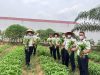 Lapas Muara Tebo Laksanakan Panen Kangkung Hasil Pembinaan Kemandirian Warga Binaan