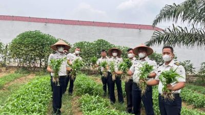 Lapas Muara Tebo Laksanakan Panen Kangkung Hasil Pembinaan Kemandirian Warga Binaan