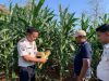 Rutan Sukadana Bersiap Panen Raya Jagung, Wujud Ketahanan Pangan Sukses di Tengah Musim Kemarau