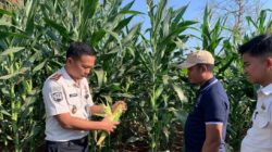 Rutan Sukadana Bersiap Panen Raya Jagung, Wujud Ketahanan Pangan Sukses di Tengah Musim Kemarau