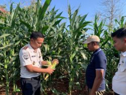 Rutan Sukadana Bersiap Panen Raya Jagung, Wujud Ketahanan Pangan Sukses di Tengah Musim Kemarau