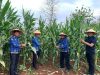 Wujudkan Lahan SAE Produktif dan Kemandirian Pangan, Rutan Sukadana Sukses Panen 300 Kg Jagung Manis