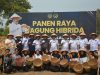 Sekjen Kemenimipas Panen Jagung Bersama Jajaran di Lapas Terbuka Kendal