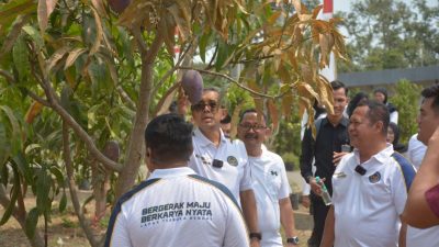 Sekjen Kemenimipas Tinjau Mangga Premium Red Ivory dan Yuwen di Lapas Terbuka Kendal