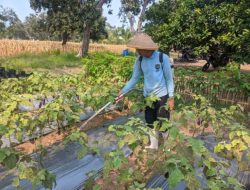 Perawatan Tanaman Jadi Bagian Penting dalam Kegiatan Pertanian Lapas Terbuka Kendal