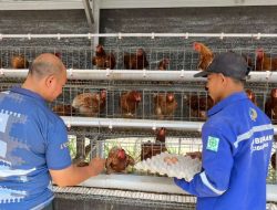 Tak Banyak yang Tahu ! Kebun Inovasi Lapas Cibinong Jadi Tempat Warga Binaan Siapkan Bekal Usai Bebas