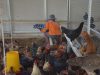 Panen Telur Setiap Hari, Breeding Ayam Lapas Terbuka Kendal Terus Berkembang