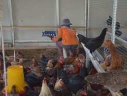 Panen Telur Setiap Hari, Breeding Ayam Lapas Terbuka Kendal Terus Berkembang