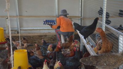 Panen Telur Setiap Hari, Breeding Ayam Lapas Terbuka Kendal Terus Berkembang
