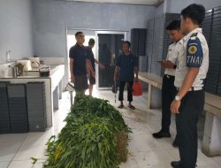 Rawat Tanaman dan Panen Hasil Budidaya, Lapas Kalianda Dorong Kemandirian Warga Binaan