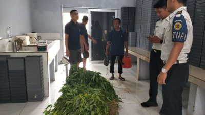 Rawat Tanaman dan Panen Hasil Budidaya, Lapas Kalianda Dorong Kemandirian Warga Binaan