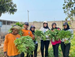 Warga Binaan Lapas Terbuka Kendal Panen Kangkung dan Daun Singkong