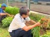 Panen Kangkung di SAE Lapas Cibinong Bukti Nyata Pembinaan Warga Binaan yang Produktif