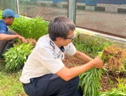 Panen Kangkung di SAE Lapas Cibinong Bukti Nyata Pembinaan Warga Binaan yang Produktif