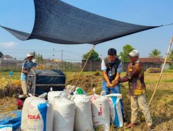 BULOG Lampung Catat Pertumbuhan Pengadaan Pangan 19,13 Persen
