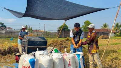 BULOG Lampung Catat Pertumbuhan Pengadaan Pangan 19,13 Persen