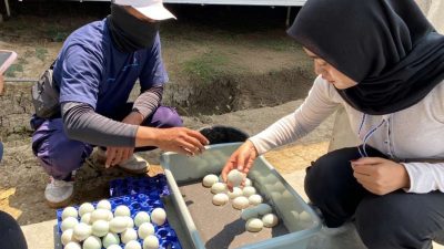 Peserta Magang Lapas Terbuka Kendal Kembangkan Produksi Telur Asin Guna Mendukung Ketahanan Pangan