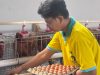 Lapas Kalianda Kembangkan Peternakan Ayam Petelur Sebagai Sarana Pembinaan Kemandirian Warga Binaan