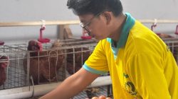 Lapas Kalianda Kembangkan Peternakan Ayam Petelur Sebagai Sarana Pembinaan Kemandirian Warga Binaan
