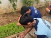 Melalui Pembibitan Pakcoy, Lapas Kalianda Dukung Program Percepatan Aksi Kemenimipas