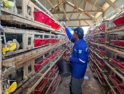 Intip Rutinitas Warga Binaan Lapas Terbuka Kendal Kelola Ribuan Burung Puyuh